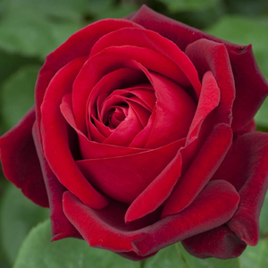 80-90 cm - Ruža - Edith Piaf® - 
